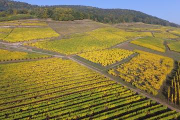 Drone vignes 27101606.jpg