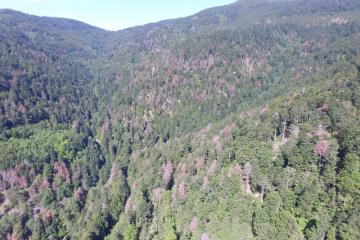 Drone Forêt rouge Masevaux Doller 030919-7.JPG