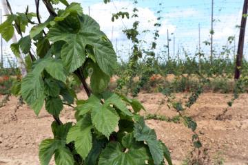 Tour de plaine - Houblon - 01.jpg