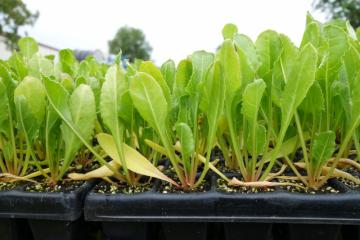 Plantation betteraves bio Schoenau 260521-19.JPG