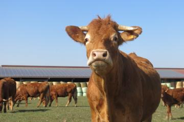 Laurent-Lengert- (3).JPG