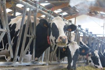 AlsaceLait-Lidl- (3).JPG