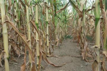 Maïs-sec-2022- (1).JPG