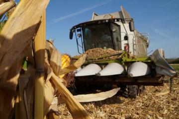 récolte maïs 191017DSC03630.JPG