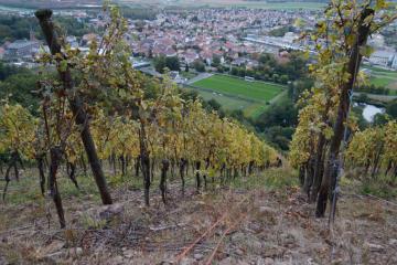 Vendanges au Rangen-7.jpg
